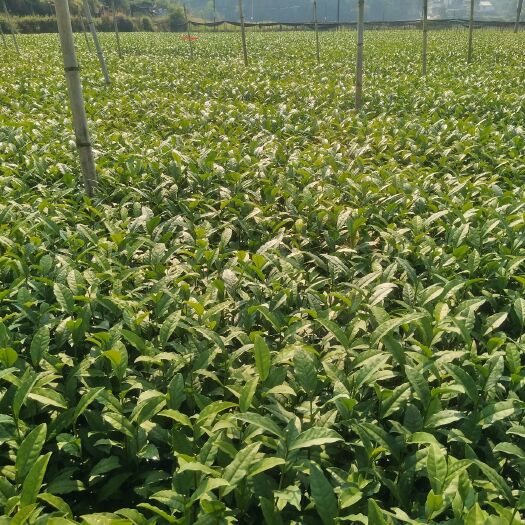 茶树苗 独本苗 0.5米以下