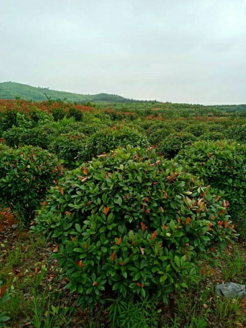 郴州红叶石楠