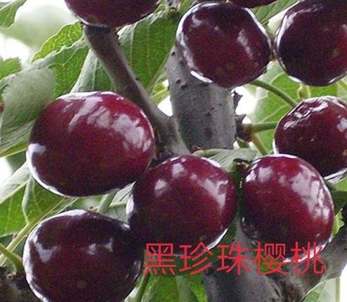 平邑县黑珍珠苗