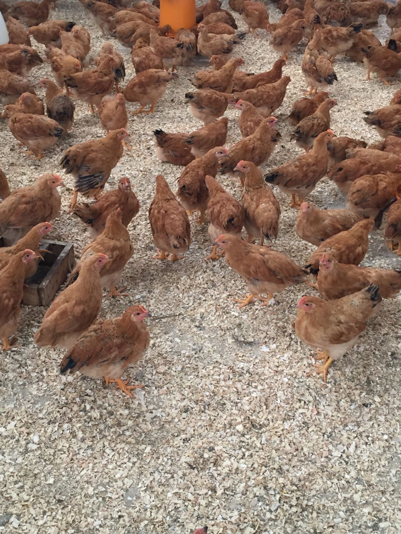 阉鸡苗  脱温童鸡