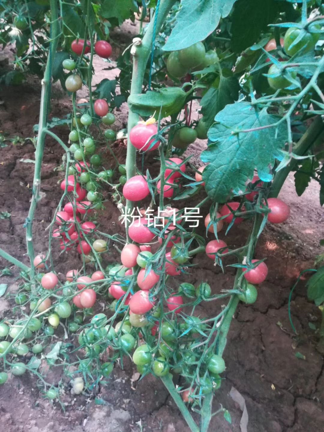 樱桃番茄种子  口感好抗病毒粉红色黄色小番茄种子