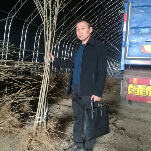 石家庄俄罗斯8号樱桃苗