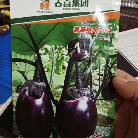 茄子种子 ≥85% ≥96% 杂交种