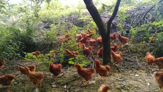 清远鸡阳山鸡玉米走地大扇鸡10斤左右9个月~1年