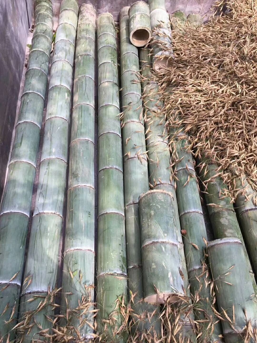 毛竹种子新采毛竹种子批发 青竹苗种籽 四季竹子食用竹笋种子