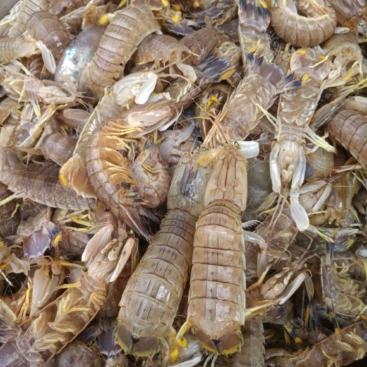 台山市皮皮虾