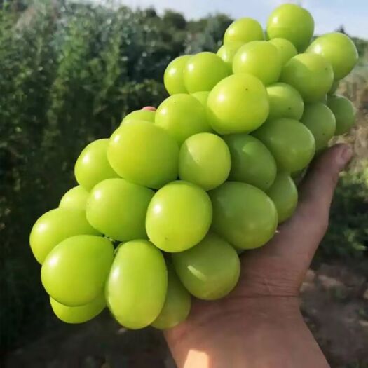 西安阳光玫瑰葡萄苗 