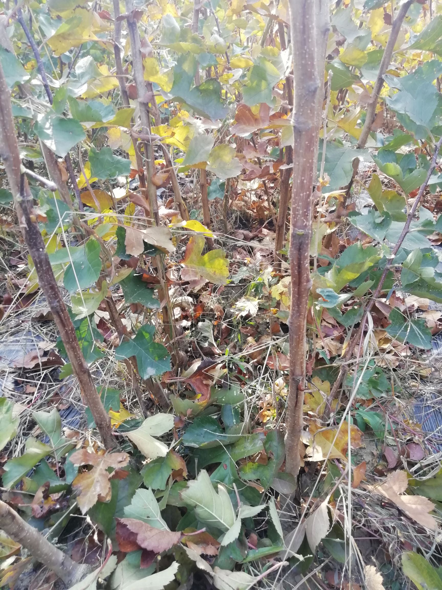 大五棱山楂苗  山楂苗，辽宁山楂苗，磨盘山楂苗，大果山楂苗