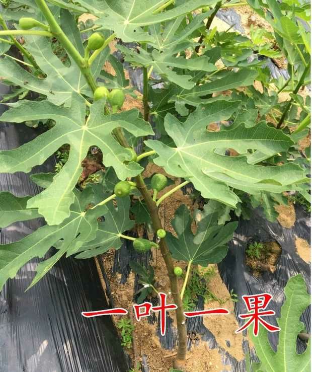 波姬红无花果苗 