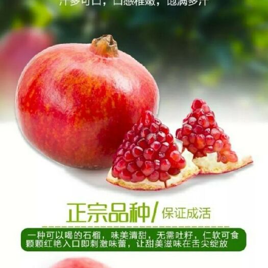 突尼斯软籽石榴树苗 
