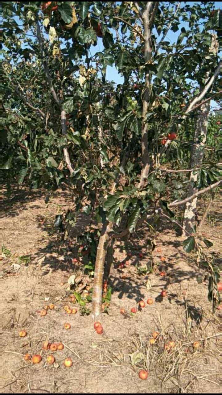 大五棱山楂苗  山楂苗，辽宁山楂苗，磨盘山楂苗，大果山楂苗