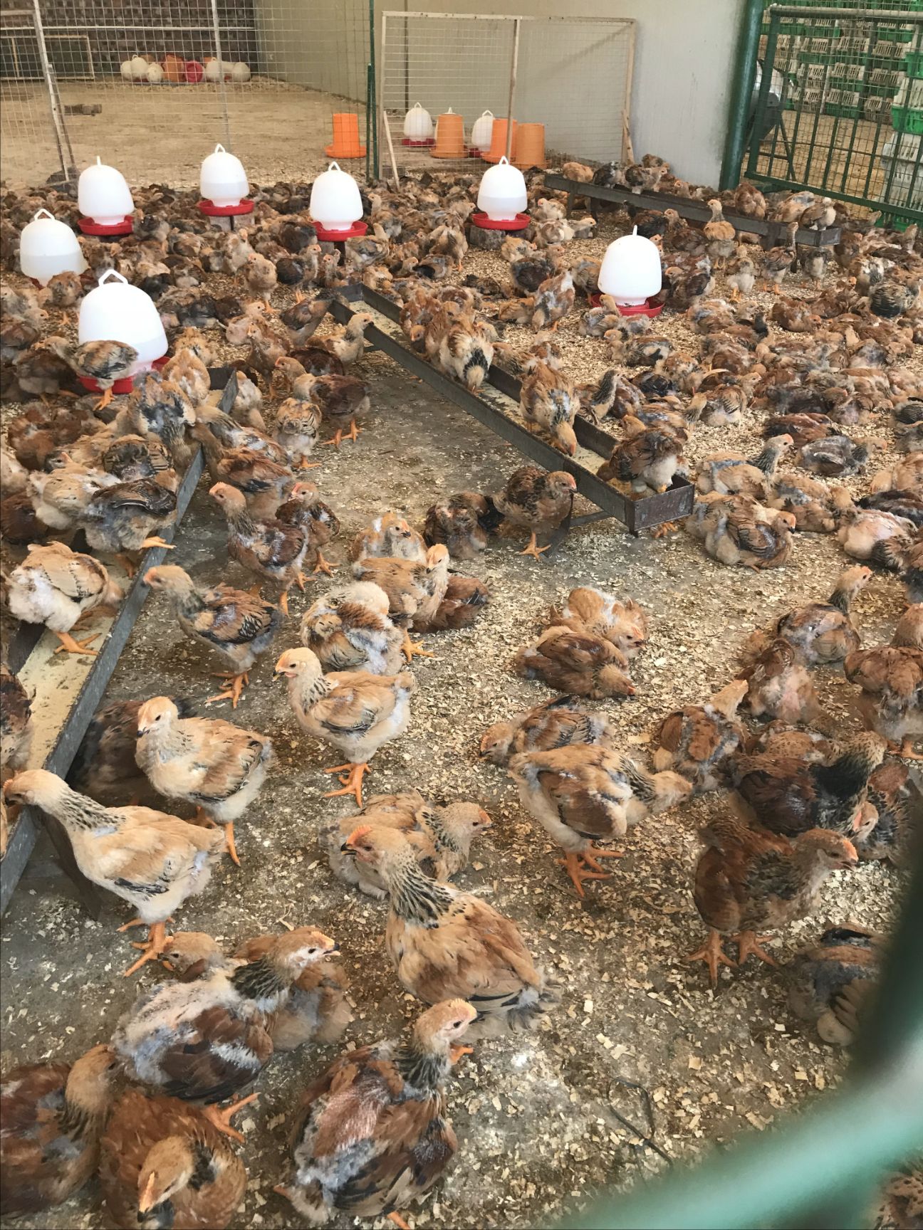 阉鸡苗  脱温童鸡