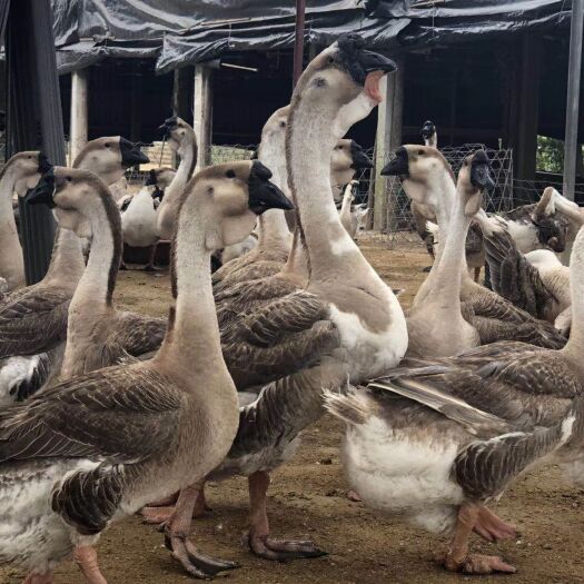 南宁狮头鹅苗 