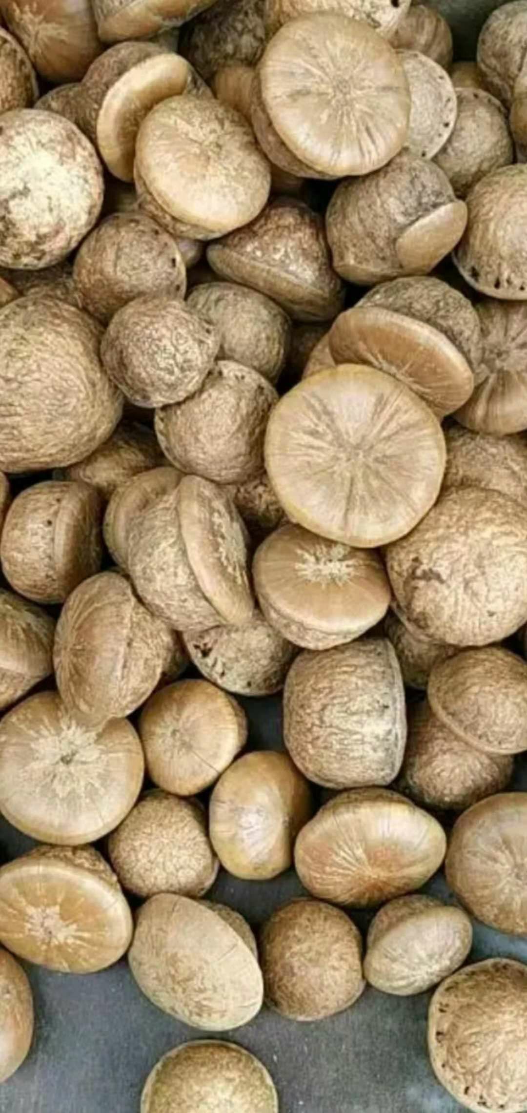 风流果 12-18个月