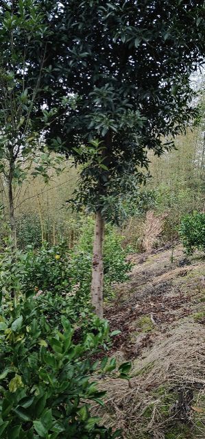 郴州山杜英 一年四季大量供应大量供应