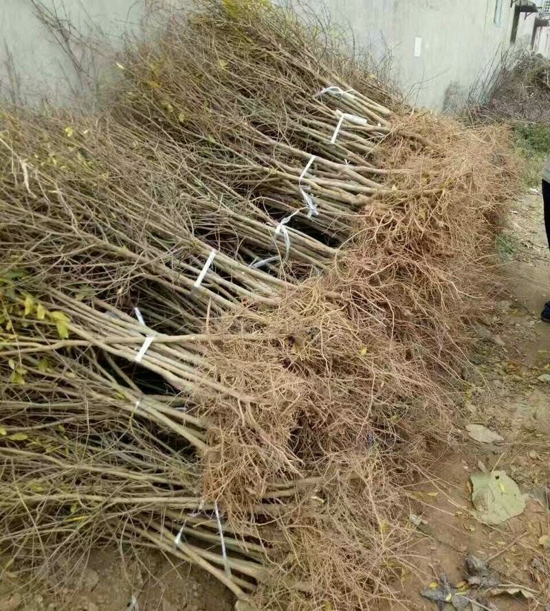 蒙阳红石榴苗