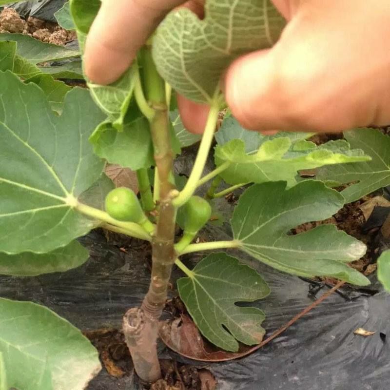 青皮无花果树苗