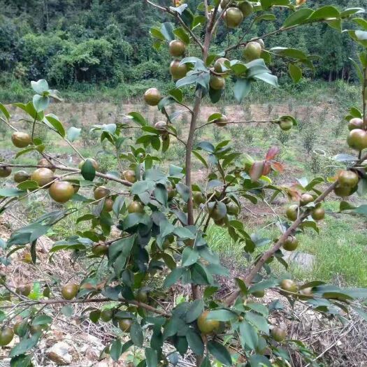 灵山县油茶苗