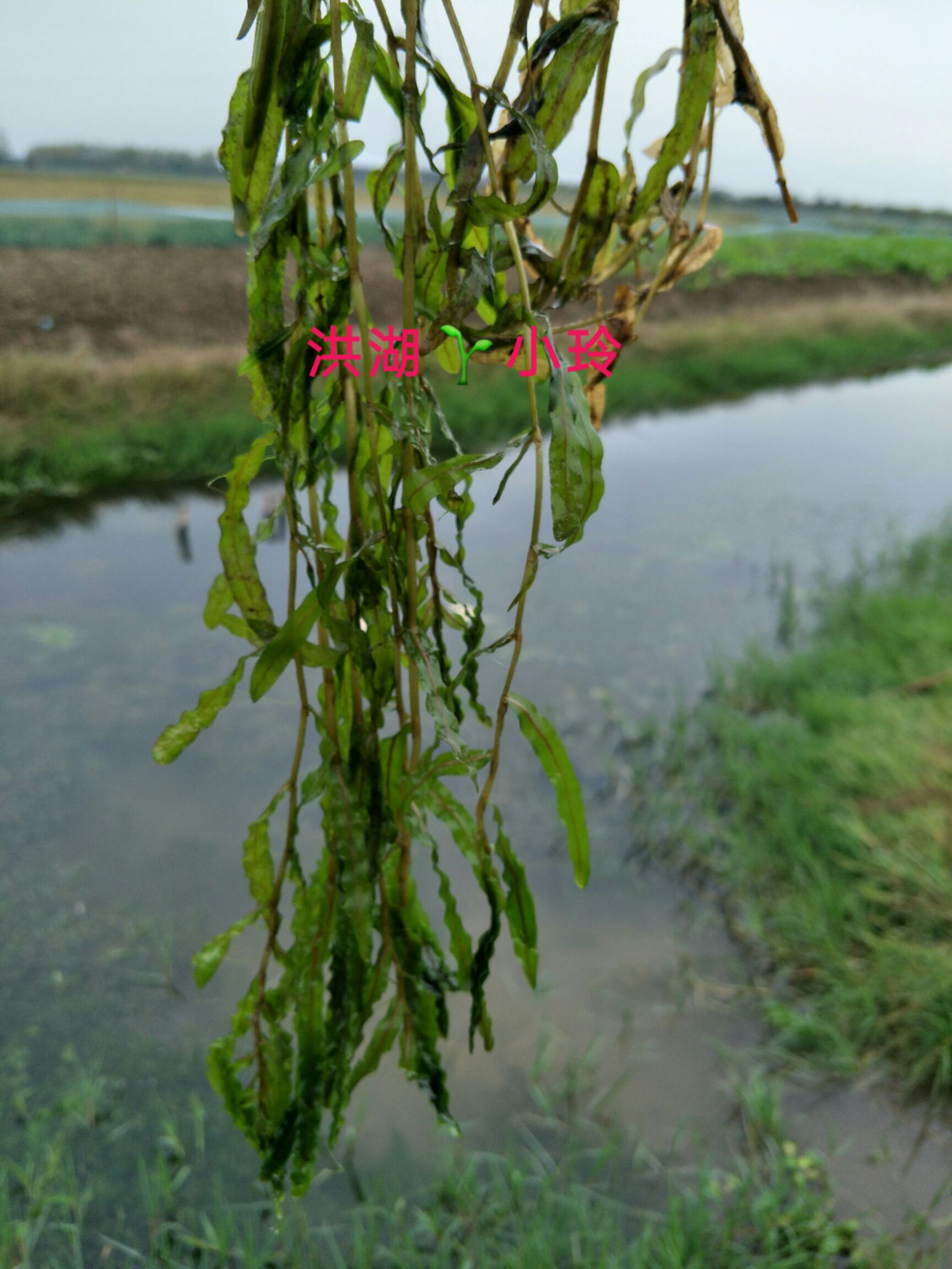 菹草  麦黄草种子 养殖鱼虾蟹专用水草 量大从优 包邮
