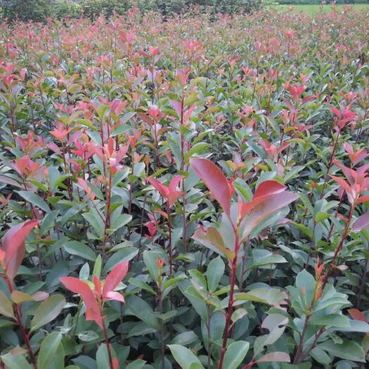 紅葉石楠