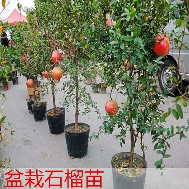 蒙阳红石榴苗