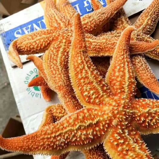 东港市 海星，熟冻