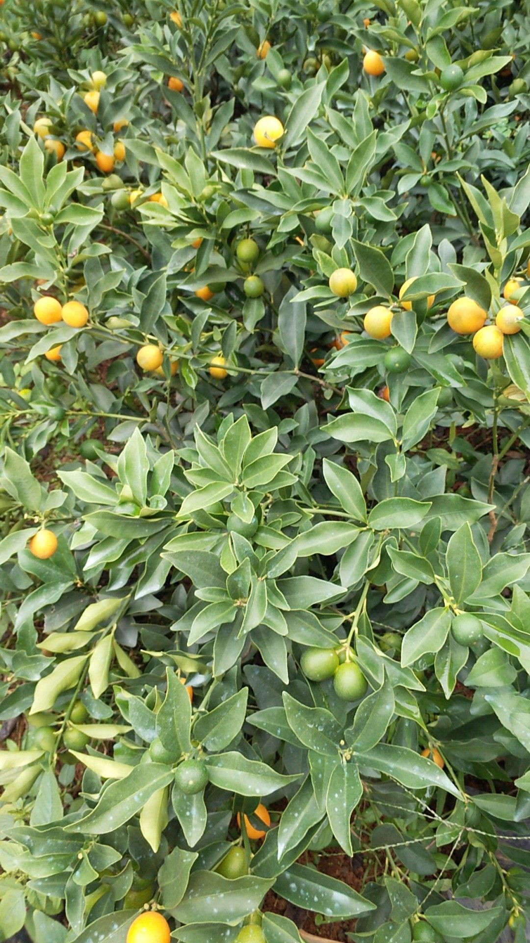 脆皮金桔苗 四季，今年新苗果多，根粗叶茂无病毒，优质A级靓