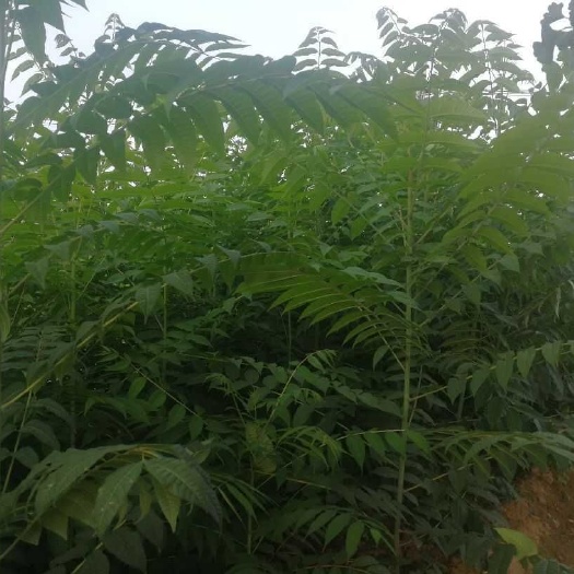 泰安红油香椿苗 2公分以下