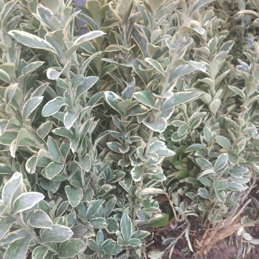 沭阳县彩叶庭院绿篱色块植物金边黄杨 金边冬青卫矛 金边黄杨小苗