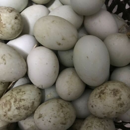 沈阳金锭鸭蛋 食用 散装