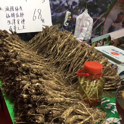 广州人参 鲜参 整根 散装 