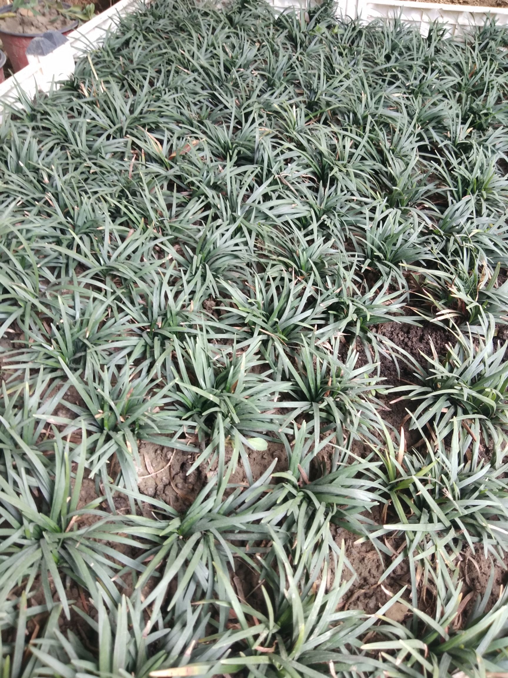 中药麦冬草 新鲜麦冬草四季常青麦冬草苗耐寒矮麦冬草小苗金边麦冬日本玉龙草