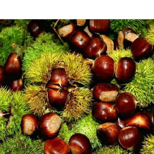 平邑县大红袍板栗苗 嫁接苗 0.5~1米