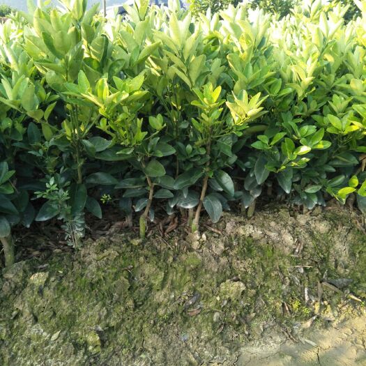 荔浦市沃柑苗 嫁接苗 0.35~0.5米 