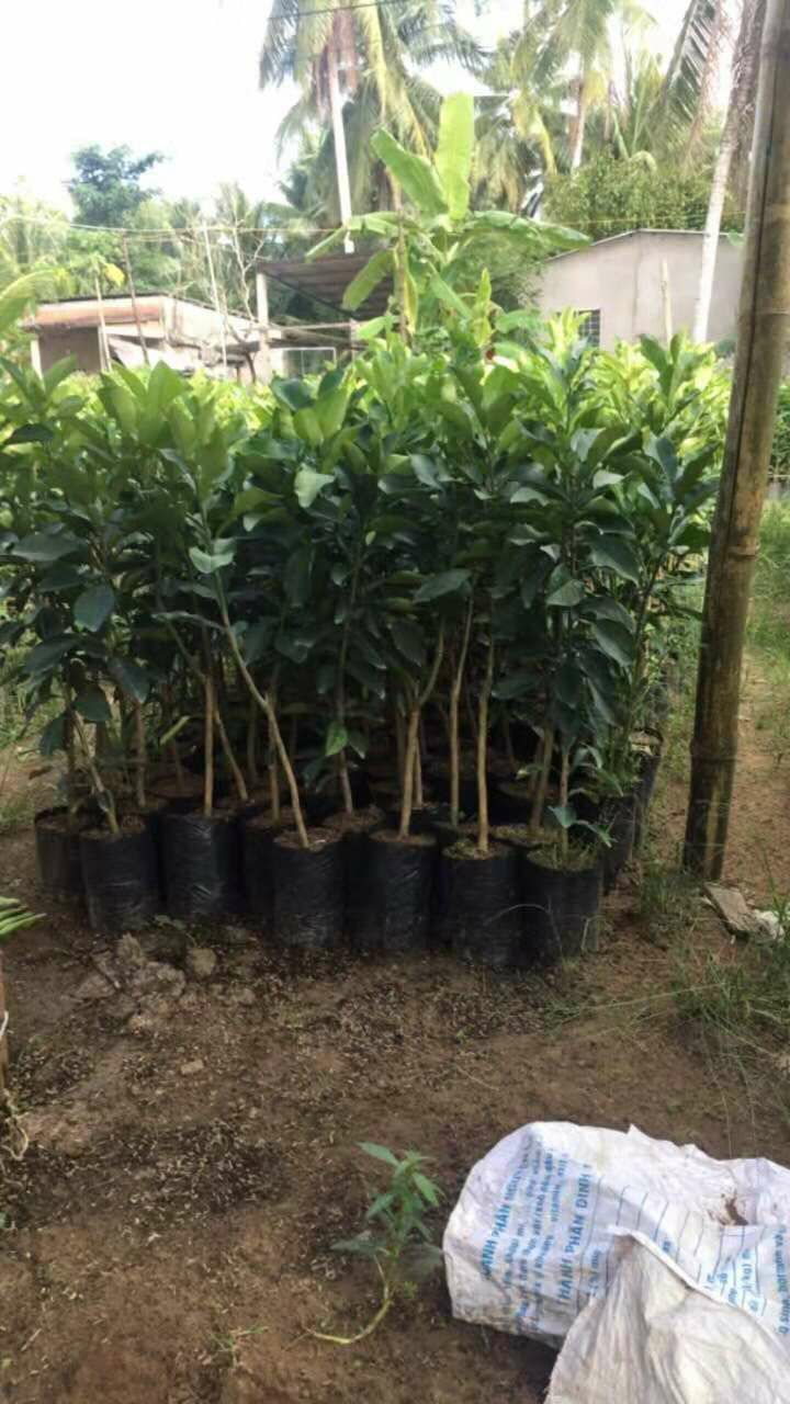 翡翠青皮柚