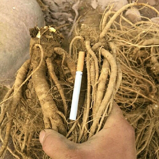 甘洛县鲜当归。甜当归。日本当归。大和当归。高海拔当归