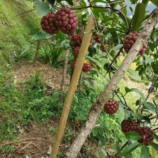 灵山县粉红黑老虎苗 