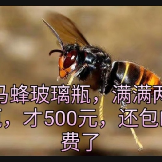 普宁市马蜂 酒是对皮肤美容，每天要睡喝一杯，一个月过后自己在也不过敏