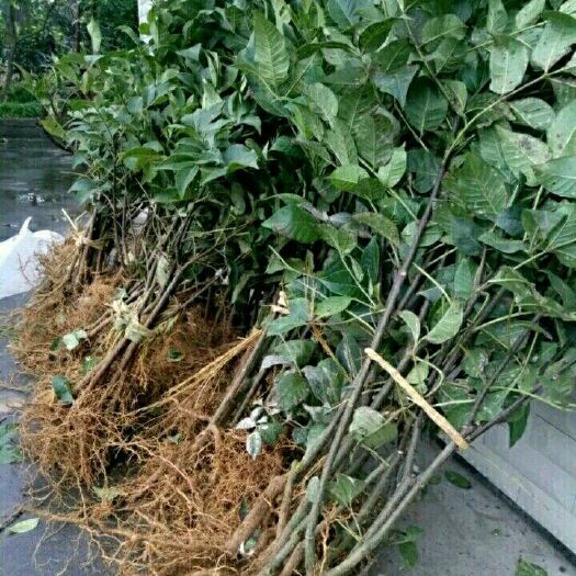洞口县吴茱萸