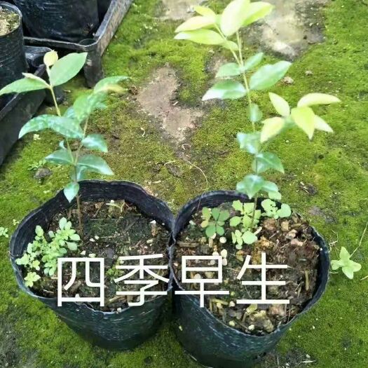 灵山县树葡萄苗