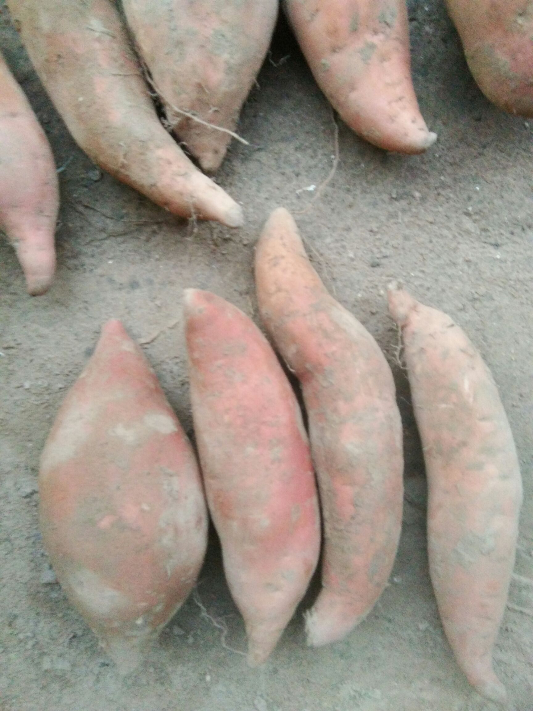 烟薯25 红皮 3两~6两 