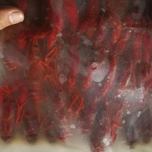 潜江市清水小龙虾 清水冻虾789规格