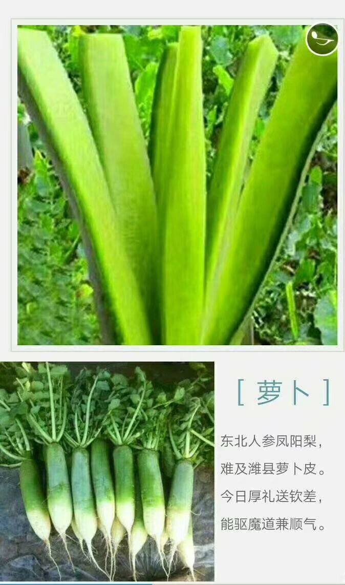  正宗潍县青萝卜大量上市，大量供应