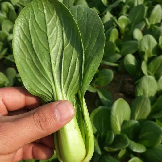 曹县小青菜 10~15公分