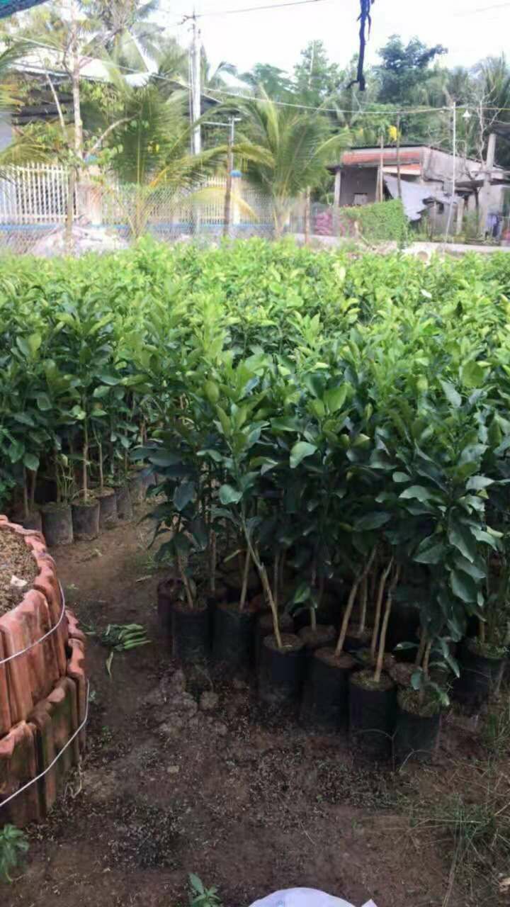 翡翠青皮柚