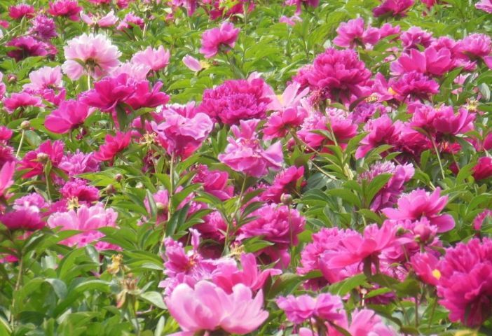 沭阳县芍药种子