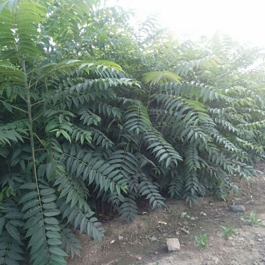 泰安红油香椿苗 2~4公分 