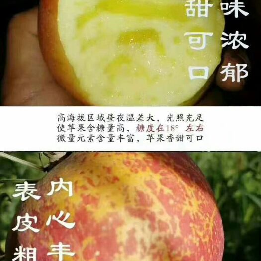 盐源县冰糖心苹果 65mm以上 统货 光果