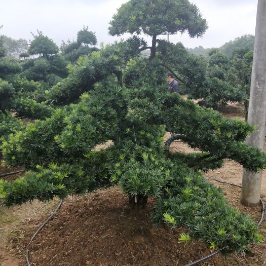 长沙罗汉松