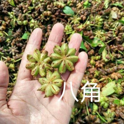三江县野生八角